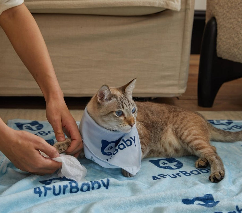 100 counts Extra - Thick Plant Wipes Premium 100% Plant - Based & Compostable Pet Grooming Wipes – Keep Your Pet Fresh the EZ Way - 4FurBaby