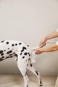 100 counts Extra - Thick Plant Wipes Premium 100% Plant - Based & Compostable Pet Grooming Wipes – Keep Your Pet Fresh the EZ Way - 4FurBaby