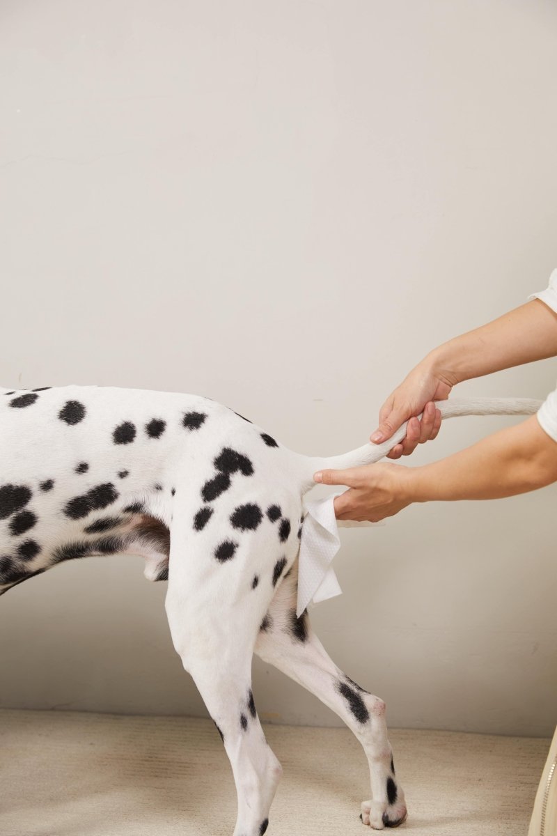 100 counts Extra - Thick Plant Wipes Premium 100% Plant - Based & Compostable Pet Grooming Wipes – Keep Your Pet Fresh the EZ Way - 4FurBaby