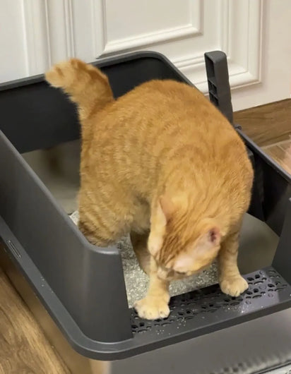 cat_in_4furbaby_cat_litter_box