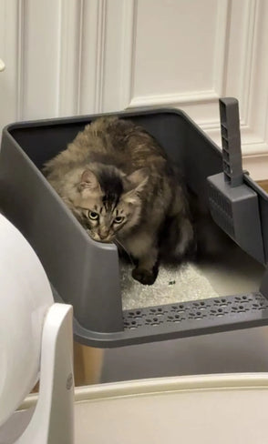 cat_in_4furbaby_cat_litter_box