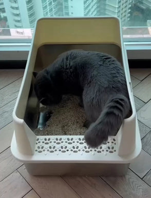 cat_in_4furbaby_cat_litter_box