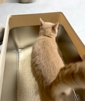 cat_in_4furbaby_cat_litter_box