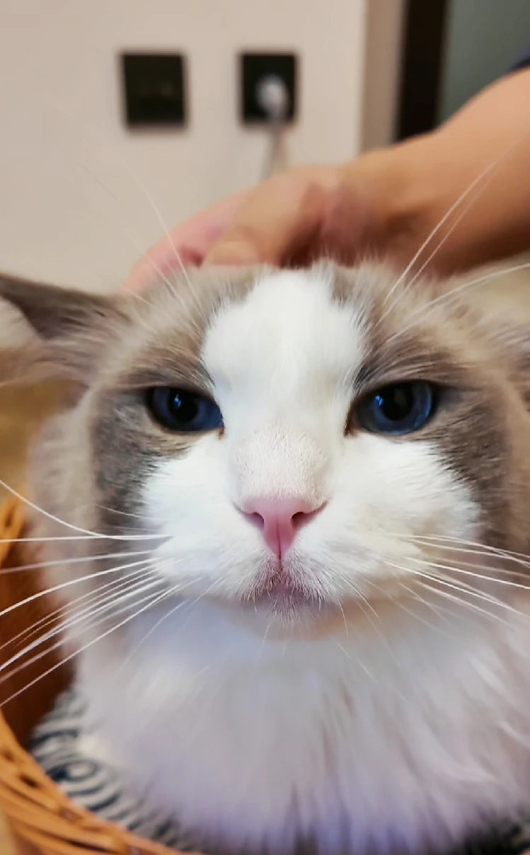 4furbaby pet cleaning wipes 