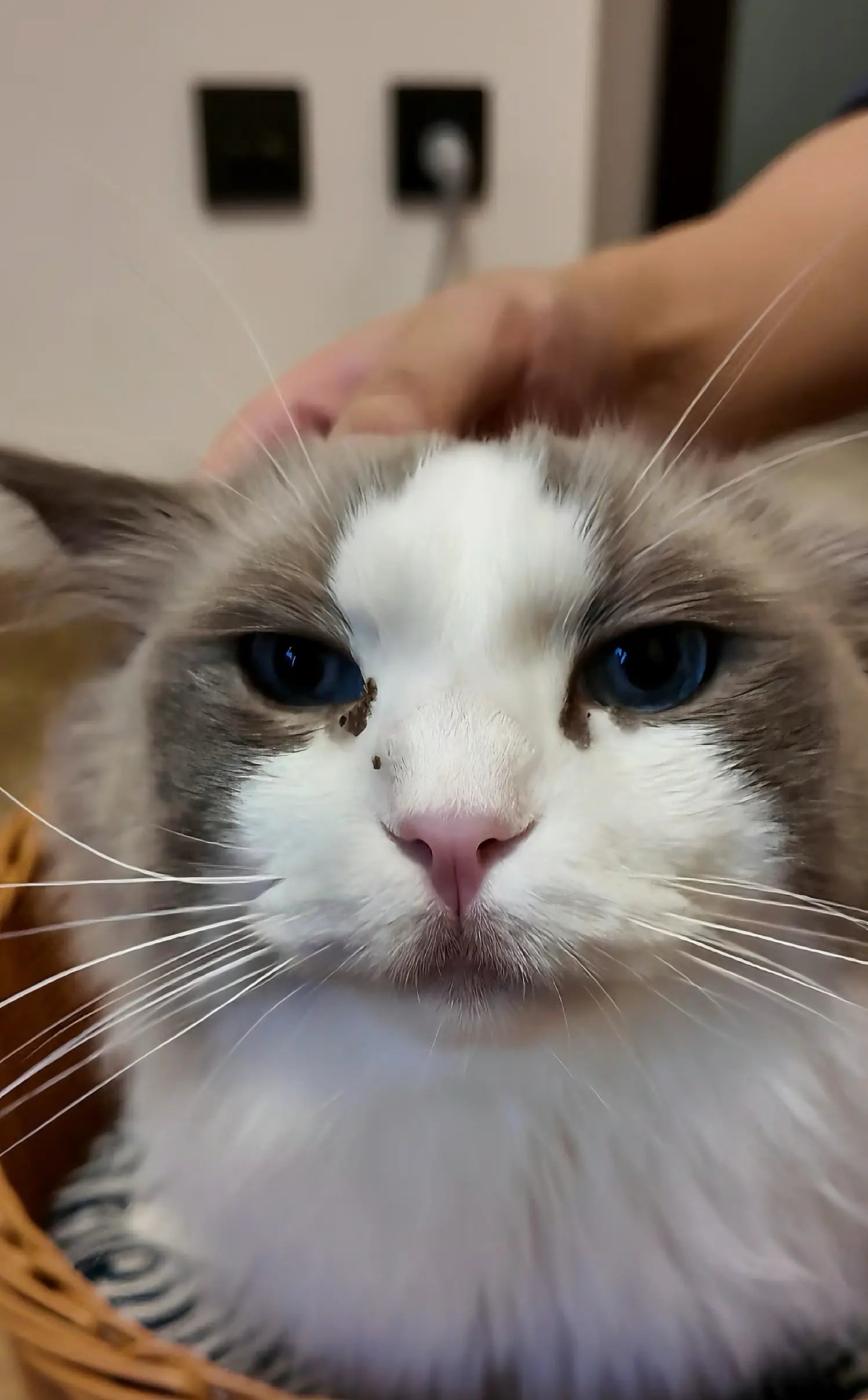 4furbaby pet cleaning wipes  