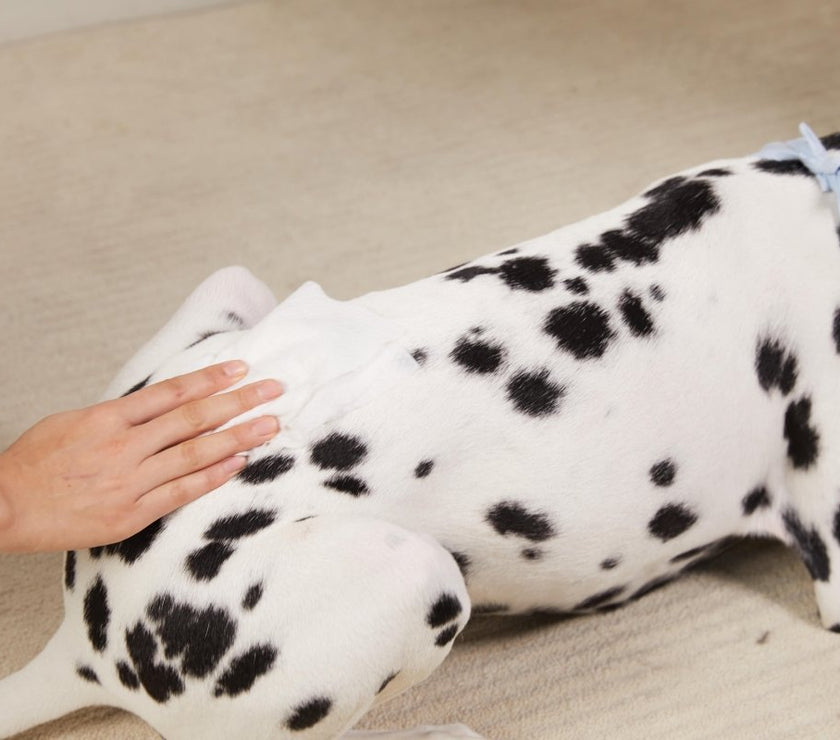 Plant - based Pet Grooming Wipes - Compostable, Gentle - Sensitive Skin Care - Safe All - in - one Wipes for Dogs & Cats - 4FurBaby